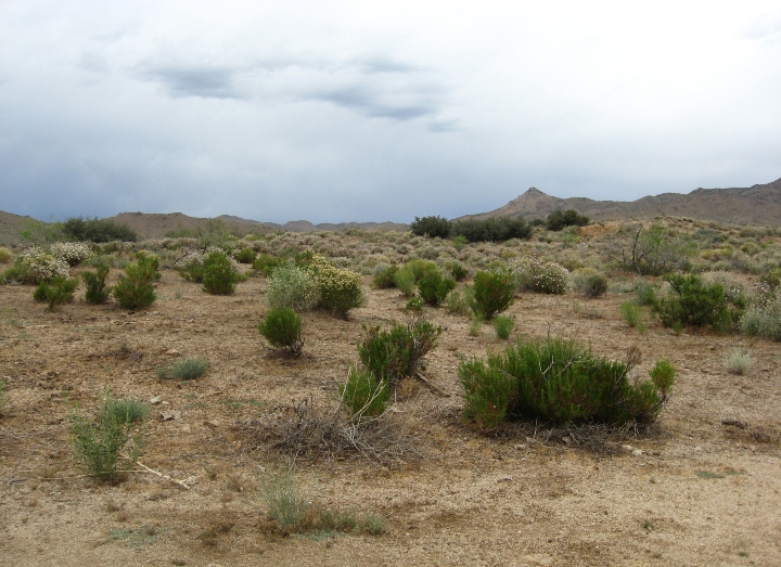 Desert Scrub